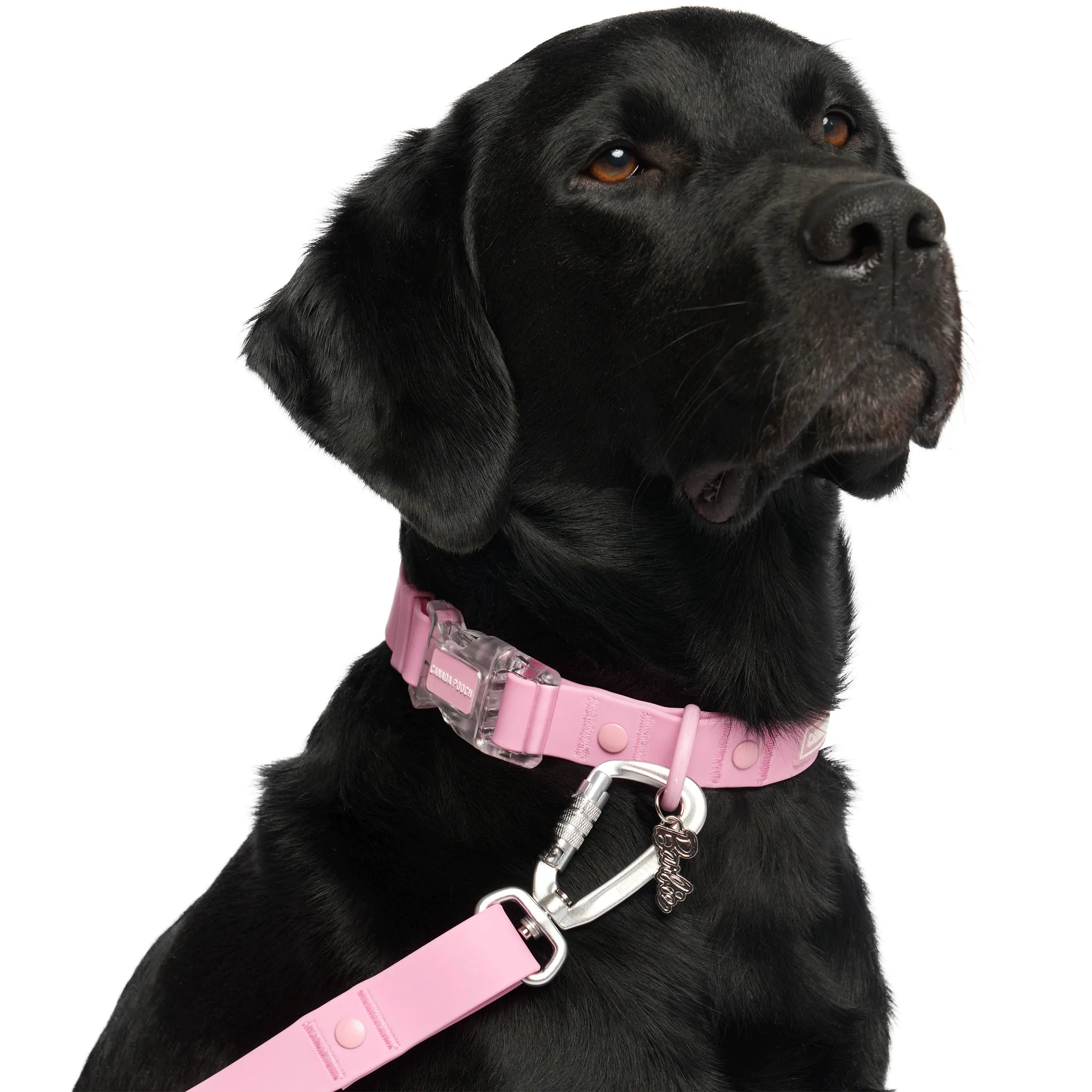 Barbie™ Waterproof Collar - Pink